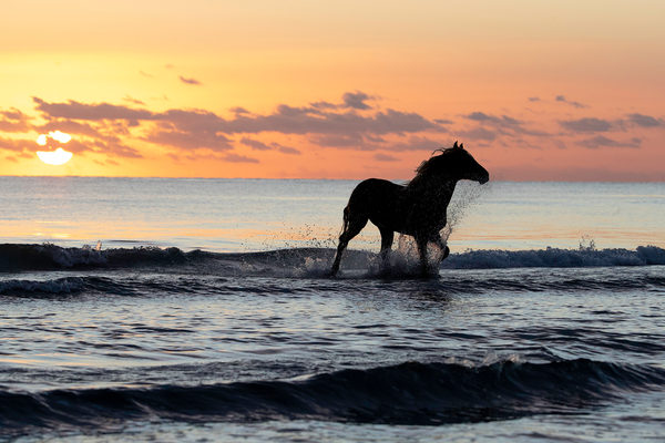 SunDance Graphics | Image Detail - 14796 - Sunset Horse on the Beach